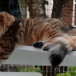 Damman Amur Maximus