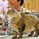Damman Amur Mika