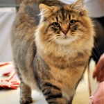 Damman Amur Mika