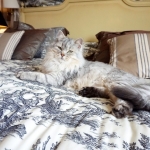 FIFe Int Champion Damman Amur Jazz Sibérien Black silver spotted