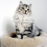 Damman Amur Loushka , habite au Canada, Sibérien black silver tabby