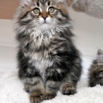 Damman Amur Moet, habite au Australie, Sibérien brown spotted tabby