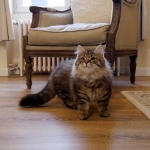 Damman Amur Mika, habite en Norvège, Sibérien black tabby