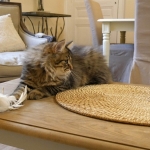 Damman Amur Mika, habite en Norvège, Sibérien black tabby