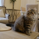 Damman Amur Mika, habite en Norvège, Sibérien black tabby
