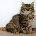 Damman Amur Nastasya, habite au Canada, Sibérien brown spotted tabby