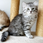 Damman Amur Nadya, habite en Colombie, Sibérien black silver tabby