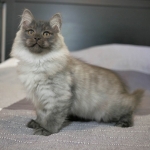 Damman Amur Orloff