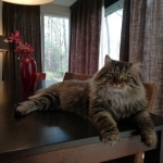 Chat Sibérien brown tabby Taifun Adagio Chez Damman Amur.