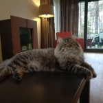 Chat Sibérien brown tabby Taifun Adagio Chez Damman Amur.