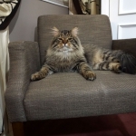 Taifun Adagio Sibérien brown spotted tabby chez Damman Amur