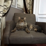 Taifun Adagio Sibérien brown spotted tabby chez Damman Amur