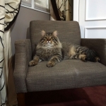 Taifun Adagio Sibérien brown spotted tabby chez Damman Amur