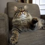 Taifun Adagio Sibérien brown spotted tabby chez Damman Amur