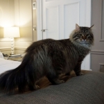Taifun Adagio Sibérien brown spotted tabby chez Damman Amur