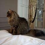Taifun Adagio Sibérien brown spotted tabby chez Damman Amur