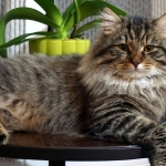 Taifun Adagio Sibérien brown spotted tabby chez Damman Amur
