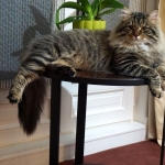 Taifun Adagio Sibérien brown spotted tabby chez Damman Amur