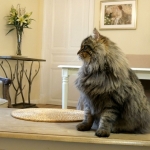 Taifun Adagio Sibérien brown spotted tabby chez Damman Amur