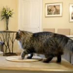 Taifun Adagio Sibérien brown spotted tabby chez Damman Amur