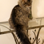 Taifun Adagio Sibérien brown spotted tabby chez Damman Amur