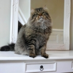 Taifun Adagio Sibérien brown spotted tabby chez Damman Amur