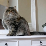 Taifun Adagio Sibérien brown spotted tabby chez Damman Amur