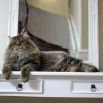 Taifun Adagio Sibérien brown spotted tabby chez Damman Amur