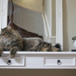 Taifun Adagio Sibérien brown spotted tabby chez Damman Amur