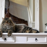 Taifun Adagio Sibérien brown spotted tabby chez Damman Amur
