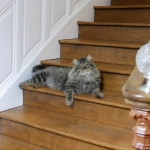 Taifun Adagio Sibérien brown spotted tabby chez Damman Amur
