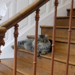 Taifun Adagio Sibérien brown spotted tabby chez Damman Amur
