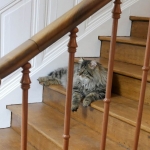 Taifun Adagio Sibérien brown spotted tabby chez Damman Amur