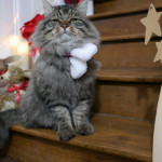 Taifun-Xmas-01