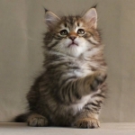 Stashkot Ahimsa 6 weeks