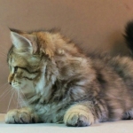 Stashkot Ahimsa 10 weeks