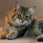 Stashkot Ahimsa 10 weeks
