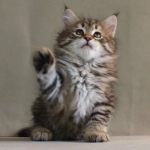Stashkot Ahimsa 6 weeks