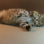 Stashkot Ahimsa 12 weeks