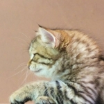 Stashkot Ahimsa 8 weeks