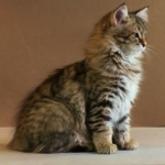 Stashkot Ahimsa 12 weeks