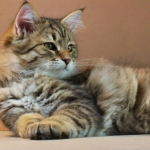 Stashkot Ahimsa 10 weeks