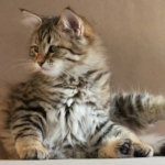 Stashkot Ahimsa 10 weeks