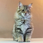 Stashkot Ahimsa 10 weeks