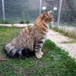 Stashkot Ahimsa chez Damman Amur Sibérien brown spotted tabby