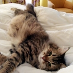 Stashkot Ahimsa chez Damman Amur Sibérien brown spotted tabby