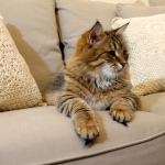 Stashkot Ahimsa chez Damman Amur Sibérien brown spotted tabby