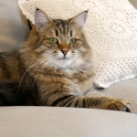 Stashkot Ahimsa chez Damman Amur Sibérien brown spotted tabby