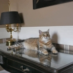 Stashkot Ahimsa chez Damman Amur Sibérien brown spotted tabby