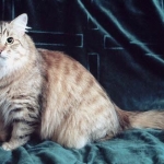 Vesta Valenvic